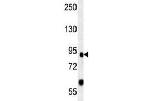 FOXP2 antibody western blot analysis in mouse heart lysate. (FOXP2 antibody  (AA 657-684))