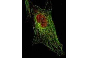 Anti-STAT5 pY694 (MOUSE) Monoclonal Antibody detecting STAT5 in 3T3 cells (immunofluorescent STED microscopy). (STAT5A antibody  (pTyr694))