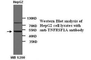 Image no. 1 for anti-Tumor Necrosis Factor Receptor Superfamily, Member 1A (TNFRSF1A) (N-Term) antibody (ABIN790934) (TNFRSF1A antibody  (N-Term))
