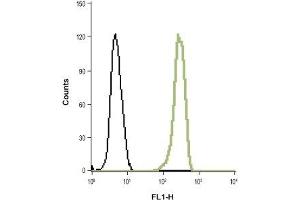 Indirect flow cytometry analysis of fixed and permeabilized HL-60 (human promyelocytic leukemia cells) cell line: (black line) Unstained cells + goat-anti-rabbit-FITC. (HVCN1 antibody  (Intracellular, N-Term))