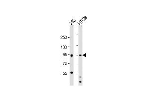 All lanes : Anti-MSK1 Antibody at 1:2000 dilution Lane 1: 293 whole cell lysate Lane 2: HT-29 whole cell lysate Lysates/proteins at 20 μg per lane.