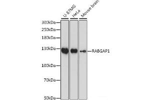 Western blot analysis of extracts of various cell lines using RABGAP1 Polyclonal Antibody at dilution of 1:1000. (RABGAP1 antibody)