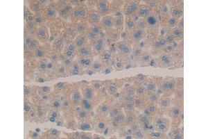 Used in DAB staining on fromalin fixed paraffin- embedded Kidney tissue (HLTF antibody  (AA 831-990))