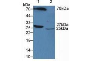 Figure. (APCS antibody  (AA 23-223))