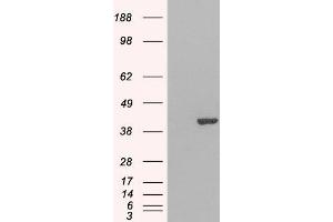 HEK293 overexpressing GRAP2 (ABIN5402754) and probed with ABIN184603 (mock transfection in first lane).