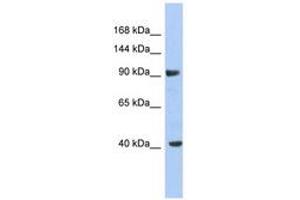 Image no. 1 for anti-Potassium Voltage-Gated Channel, Subfamily H (Eag-Related), Member 6 (KCNH6) (C-Term) antibody (ABIN6742578) (KCNH6 antibody  (C-Term))