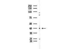 anti-Protein Phosphatase 2A Activator, Regulatory Subunit 4 (PPP2R4) (C-Term) antibody