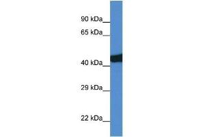 Western Blot showing Sec14l3 antibody used at a concentration of 1. (SEC14L3 antibody  (C-Term))
