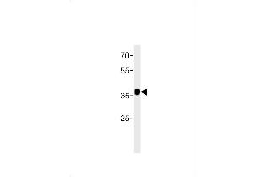 C2orf47 Antibody (C-term) (ABIN1881128 and ABIN2843380) western blot analysis in MCF-7 cell line lysates (35 μg/lane). (C2orf47 antibody  (C-Term))
