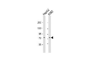 All lanes : Anti-GTPBP4 Antibody (C-Term) at 1:1000 dilution Lane 1: HepG2 whole cell lysate Lane 2: K562 whole cell lysate Lysates/proteins at 20 μg per lane. (GTPBP4 antibody  (AA 477-510))
