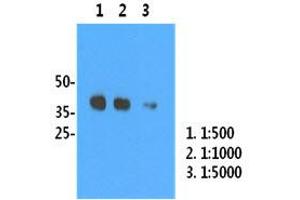 Image no. 3 for anti-Influenza A Virus H1N1 antibody  (AA 18-344) (ABIN1107746) (Influenza A Virus H1N1 antibody  (AA 18-344))