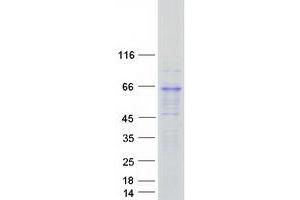 Validation with Western Blot (KCNA2 Protein (Myc-DYKDDDDK Tag))