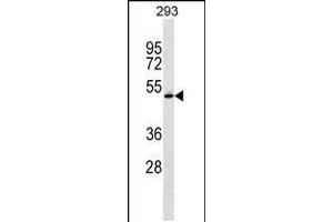 Western blot analysis in 293 cell line lysates (35ug/lane). (RCBTB1 antibody  (AA 350-377))