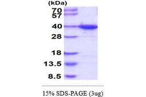 SDS-PAGE (SDS) image for Heterogeneous Nuclear Ribonucleoprotein A1 (HNRNPA1) (AA 1-320) protein (His tag) (ABIN668023)