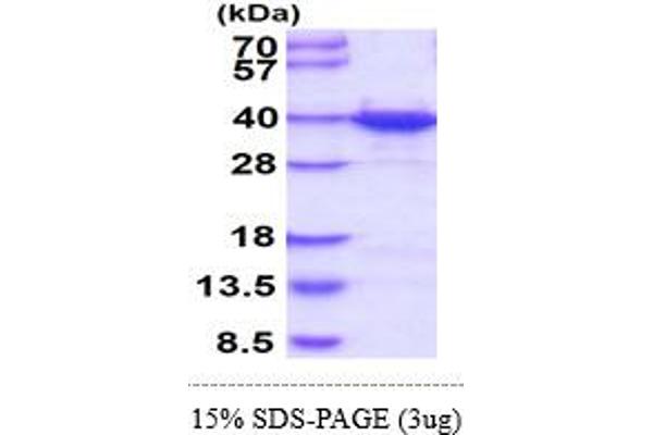 HNRNPA1 Protein (AA 1-320) (His tag)