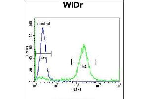 Flow cytometric analysis of WiDr cells (right histogram) compared to a negative control cell (left histogram). (ADAMDEC1 antibody  (N-Term))