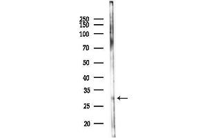 anti-RAB3D, Member RAS Oncogene Family (RAB3D) (Internal Region) antibody