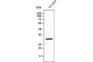 Western Blotting (WB) image for anti-Red Fluorescent Protein (RFP) antibody (DyLight 633) (ABIN7273110) (RFP antibody  (DyLight 633))