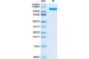 Biotinylated Cynomolgus CDCP-1 on Tris-Bis PAGE under reduced condition. (CDCP1 Protein (AA 29-667) (His-Avi Tag,Biotin))