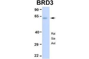 Hum. (BRD3 antibody  (Middle Region))