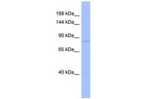 Image no. 1 for anti-Ubiquitin-Like, Containing PHD and RING Finger Domains, 1 (UHRF1) (N-Term) antibody (ABIN6742822)