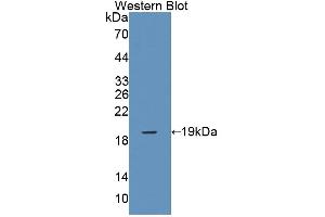Figure. (ERP29 antibody  (AA 42-173))