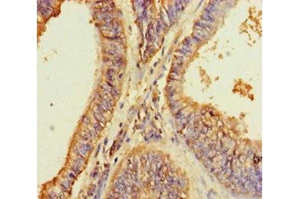 GPR173 antibody  (AA 210-287)