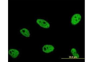 Image no. 1 for anti-Enhancer of Rudimentary Homolog (ERH) (AA 1-105) antibody (ABIN598672) (ERH antibody  (AA 1-105))