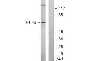 Western blot analysis of extracts from RAW264. (PTTG1 antibody  (Internal Region))