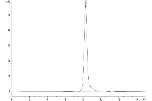 The purity of Human SELL/CD62L is greater than 95 % as determined by SEC-HPLC. (L-Selectin Protein (AA 39-332) (His tag))