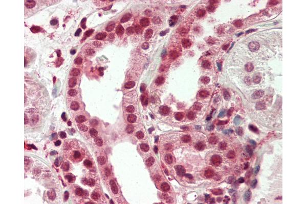 Stromal Antigen 1 antibody  (AA 1125-1175)