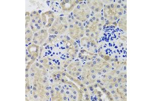 Immunohistochemistry of paraffin-embedded mouse kidney using HK3 antibody at dilution of 1:100 (x40 lens).