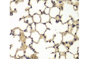 Immunohistochemistry of paraffin-embedded Mouse lung using IFRD1 Polyclonal Antibody at dilution of 1:100 (40x lens). (IFRD1 antibody)