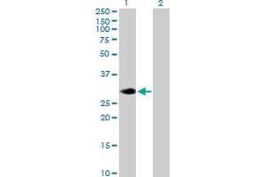 Western Blot analysis of RASL12 expression in transfected 293T cell line by RASL12 MaxPab polyclonal antibody. (RASL12 antibody  (AA 1-266))