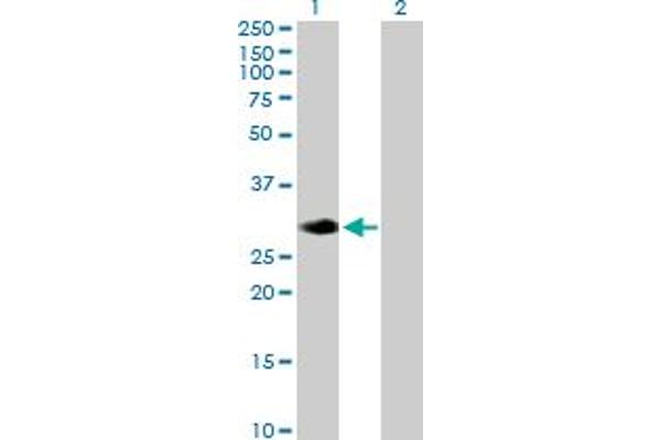 RASL12 antibody  (AA 1-266)