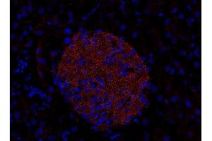Indirect immunostaining of PFA-fixed paraffin embedded mouse pancreas section (dilution 1 : 200). (RAB3D antibody  (AA 3-16, AA 193-210))