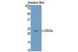 Western Blotting (WB) image for anti-Caspase 4, Apoptosis-Related Cysteine Peptidase (CASP4) (AA 78-265) antibody (ABIN1077913) (Caspase 4 antibody  (AA 78-265))