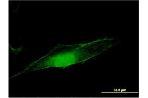 Immunofluorescence of monoclonal antibody to MGEA5 on HeLa cell. (MGEA5 antibody  (AA 823-916))