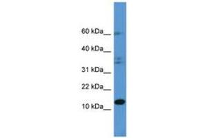 Image no. 1 for anti-Histidine Triad Nucleotide Binding Protein 2 (HINT2) (C-Term) antibody (ABIN6746789) (HINT2 antibody  (C-Term))