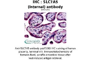 Image no. 1 for anti-Solute Carrier Family 7 (Cationic Amino Acid Transporter, Y+ System), Member 5 (SLC7A5) (Internal Region) antibody (ABIN1739420)
