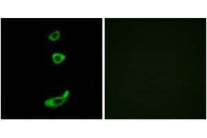 Immunofluorescence (IF) image for anti-Corticotropin Releasing Hormone Receptor 1 (CRHR1) (AA 75-124) antibody (ABIN2890760) (CRHR1 antibody  (AA 75-124))