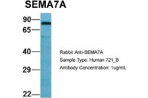 Host: Rabbit Target Name: SEMA7A Sample Type: 721_B Antibody Dilution: 1. (SEMA7A antibody  (C-Term))