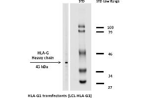 Western blotting analysis (reducing conditions) of HLA-G1 in HLA-G1 transfectants using the antibody MEM-G/1 biotin. (HLAG antibody  (Biotin))