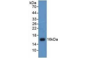 Detection of Recombinant H4, Human using Polyclonal Antibody to Histone H4 (H4) (Histone H4 antibody  (AA 2-103))