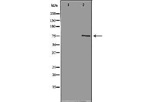 Western blot analysis of Hela whole cell lysates, using NEK8 Antibody. (NEK8 antibody  (Internal Region))