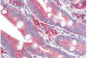 Human Small Intestine (formalin-fixed, paraffin-embedded) stained with HYOU1 antibody ABIN396969 at 5 ug/ml followed by biotinylated goat anti-rabbit IgG secondary antibody ABIN481713, alkaline phosphatase-streptavidin and chromogen. (HYOU1 antibody  (C-Term))