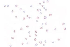 Immunocytochemical staining of HeLa cells with KPNA3 polyclonal antibody  at 10 ug/mL.