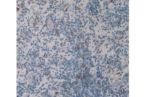 IHC-P analysis of Mouse Spleen Tissue, with DAB staining. (HLA-DRB1 antibody  (AA 27-264))
