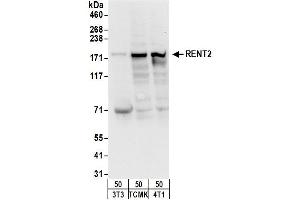 Western Blotting (WB) image for anti-UPF2 Regulator of Nonsense Transcripts 2 (UPF2) (AA 1-50) antibody (ABIN7449802)