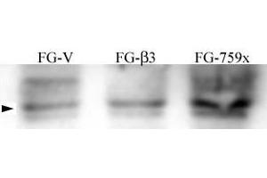 FG Pancreatic Carcinoma Cell Lines stably expressing vector along (FG-V) the b3 integrin subunit (FG-b3) or a b3 truncation mutant (FG-759x). (Src antibody  (pTyr215))